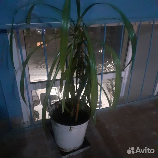 Пальма