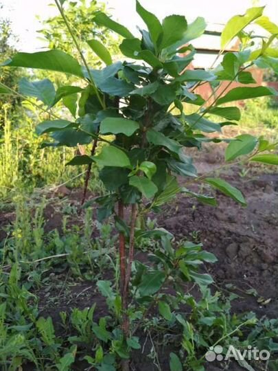 Саженцы вишни