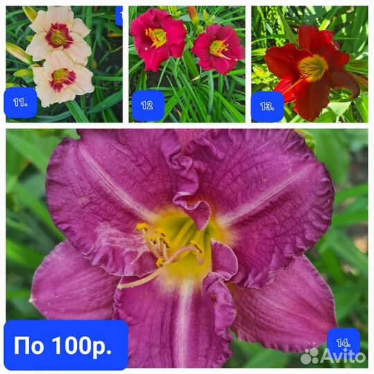 Лилейники, юкка