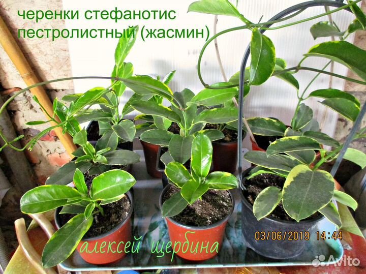 Черенки Стефанотис (мадагаскарский жасмин)