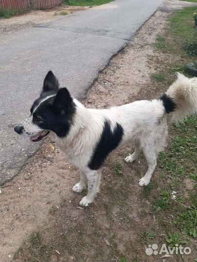 Умные сторожевые собаки Отличные друзья хозяев и и