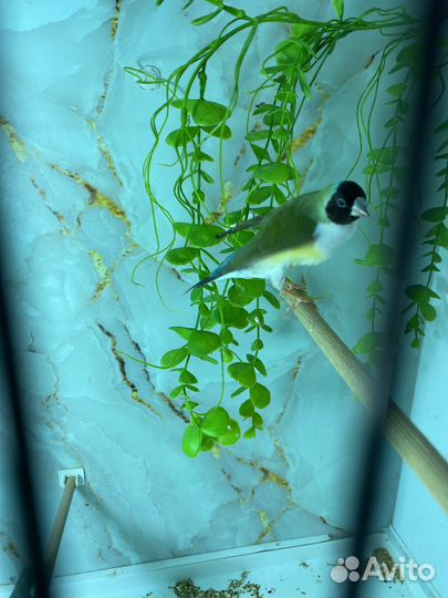 Амадина Гульда самка