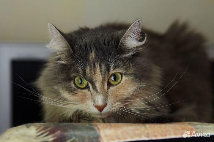 Кошечка Соня