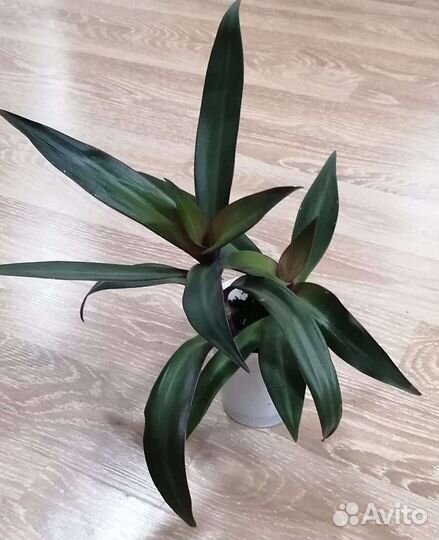 Традесканция рео