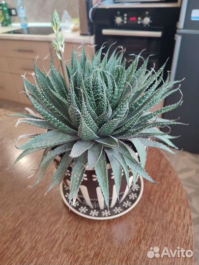 Алоэ остистое