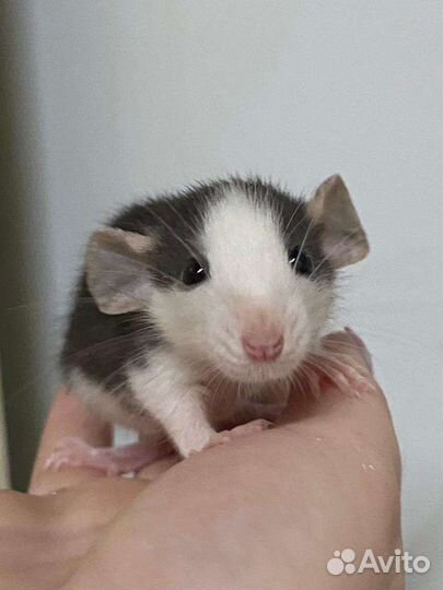 Крыса дамбо