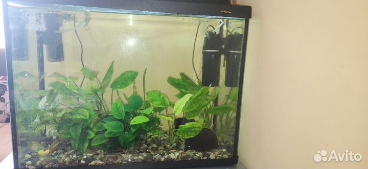 Аквариум