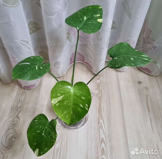 Монстера Тайское созвездие