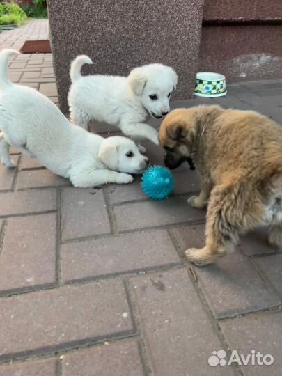 Собаки щенки бесплатно дворняги