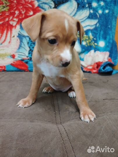 Маленькая собака