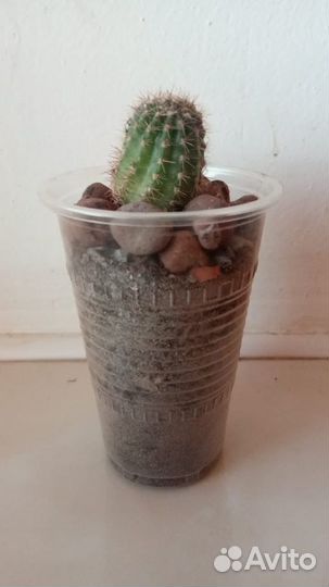 Кактус «Эхинопсис»