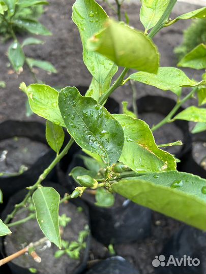 Комнатные растения