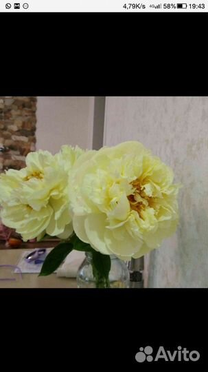 Пион Lemon Chiffon (Лемон Шифон)