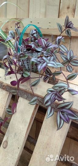 Традесканция