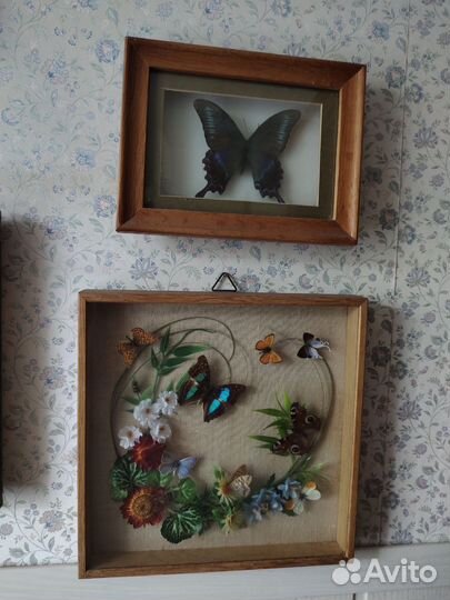 Бабочки в рамках