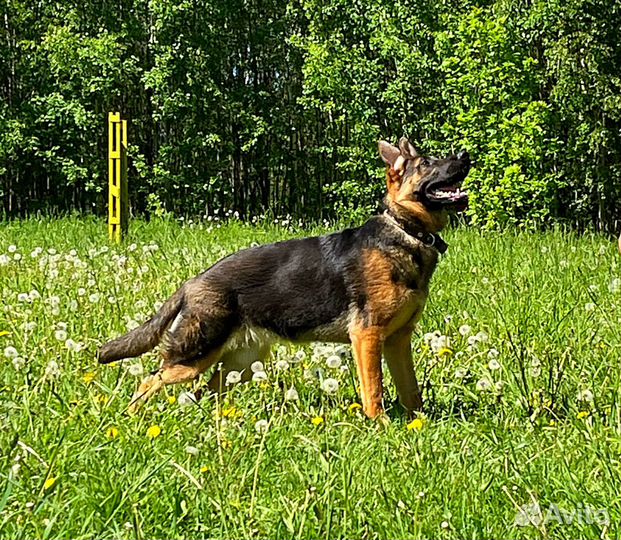Немецкая овчарка. Девчонка