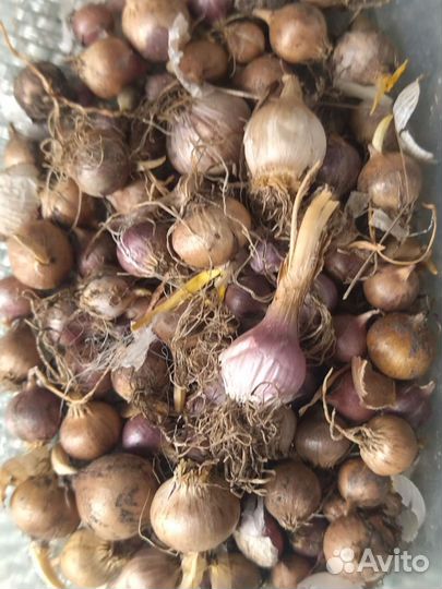 Лук с ароматом чеснока (Джусай)