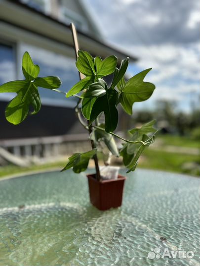 Комнатные растения филодендрон флорида бьюти