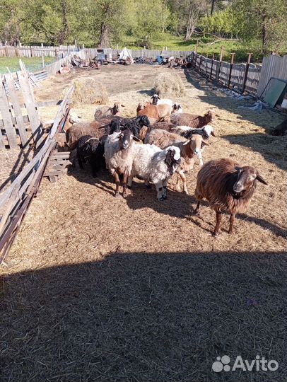 Овцы бараны ягнята