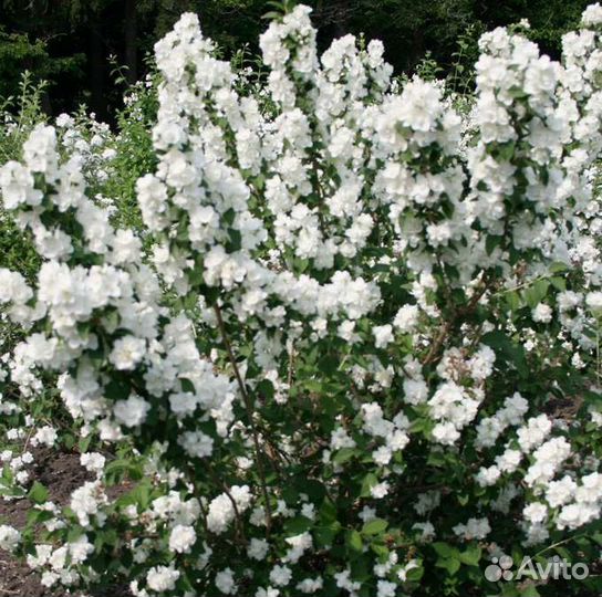Чубушник жасмин снежная буря