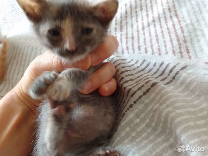 Кошки в добрые руки бесплатно