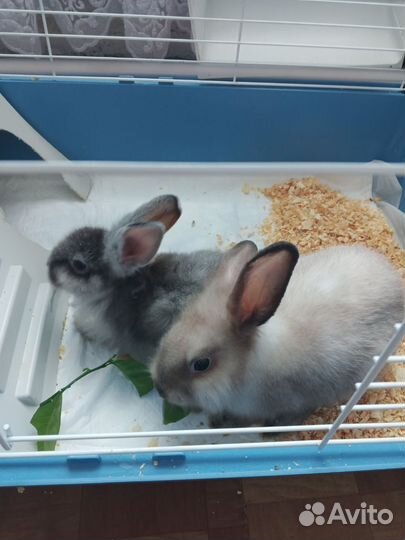 Декоративные кролики