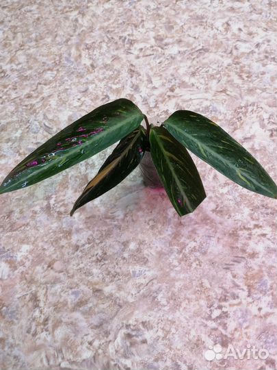 Комнатные цветы