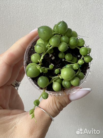 Крестовник роули