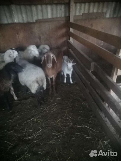 Овцы матки ягнята бараны