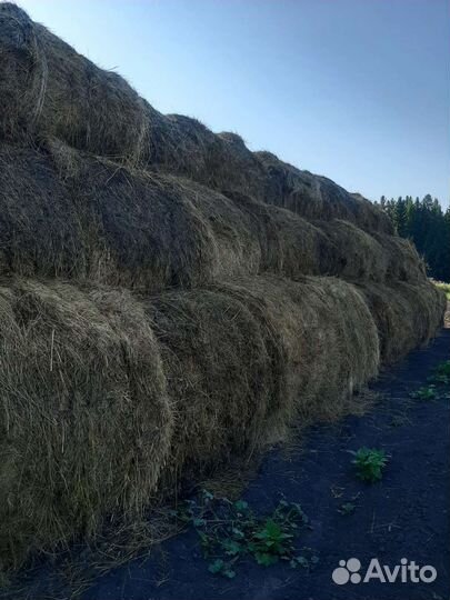 Сено в тюках