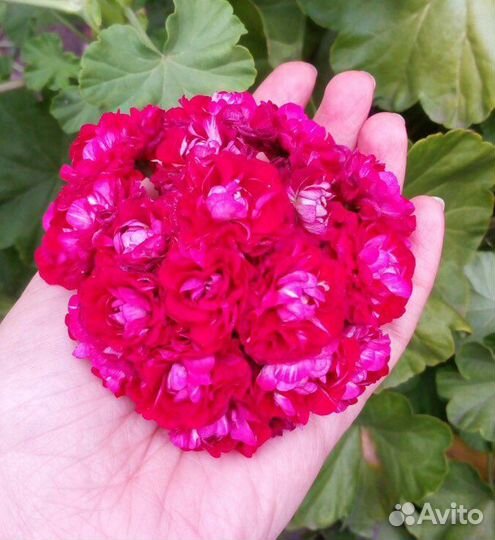 Розебудная пеларгония (герань)