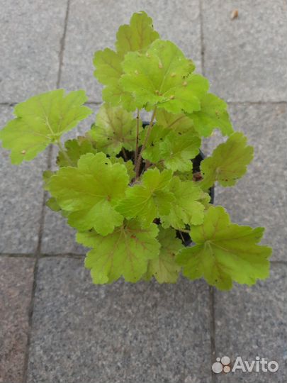 Гейхеры и другие многолетние растения для сада