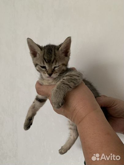 Котята в добрые руки, даром, 1,5 месяца