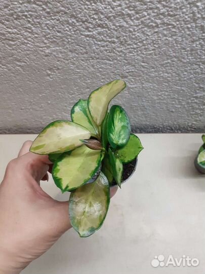 Хойя аустралис лиза