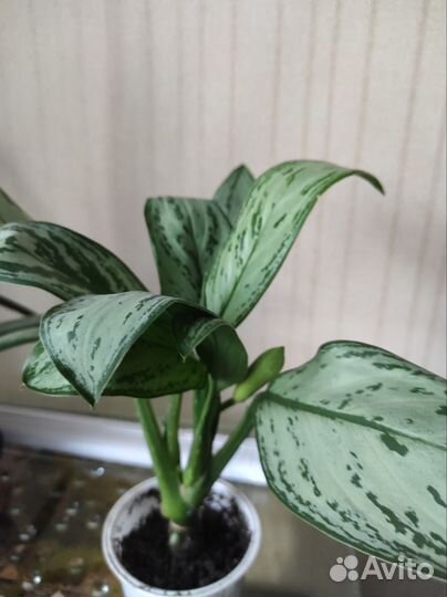 Цветы комнатные