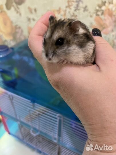 Клетка для грызунов с джунгариком