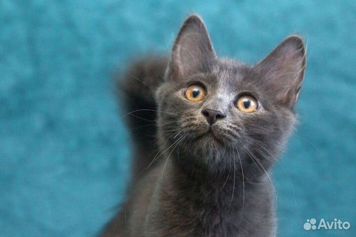 Грей - просто энерджайзер