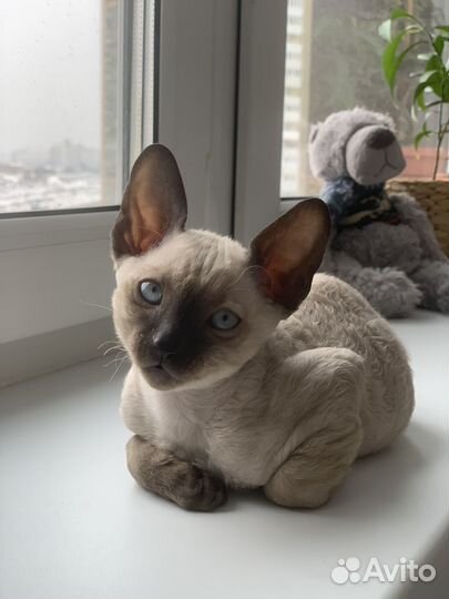 Корниш рекс