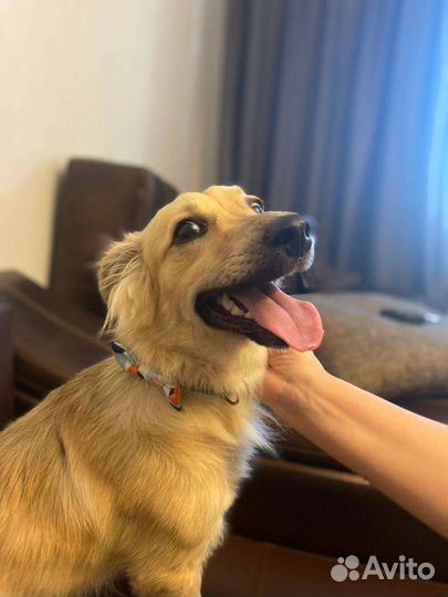 Собака в добрые руки