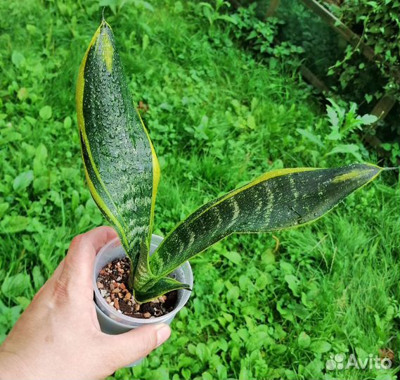 Сансевиерия сортовая