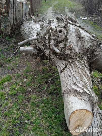 Дерево на слэб