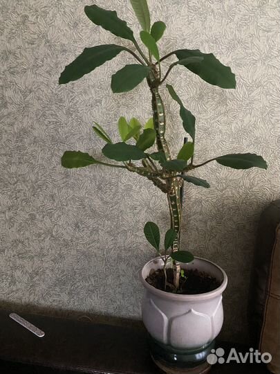 Комнатные растения