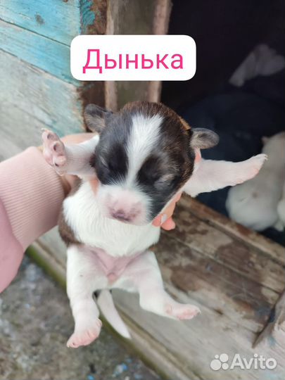 Щенки бесплатно