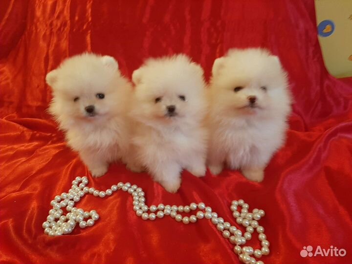 Шпицы померанцы мишки всех цветов