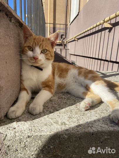 Рыжий котик ищет дом