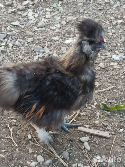 Петух-китайский шёлковый