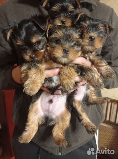 Йоркширский терьер