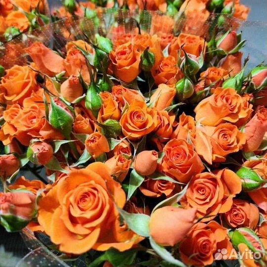 Розы российских комбинатов оптом