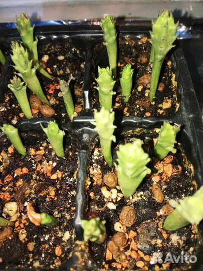 Хлорофитумы разные и другие растения