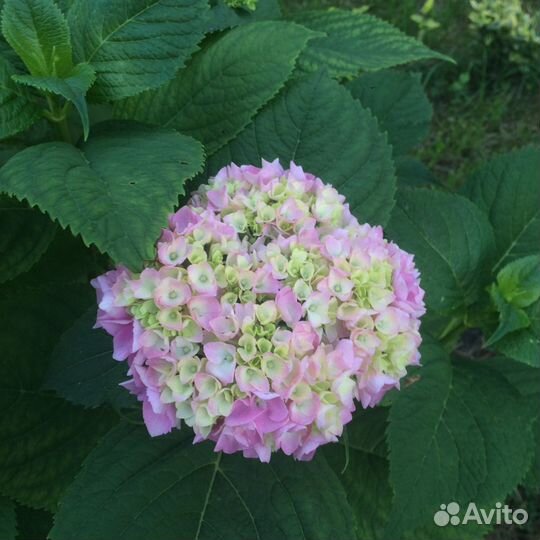 Кусты гортензии крупнолистной розовая и форзиция